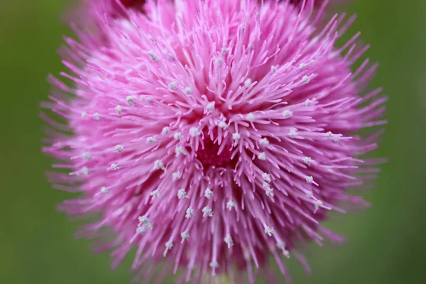 Botões Cardo Flores Campo Verão — Fotografia de Stock