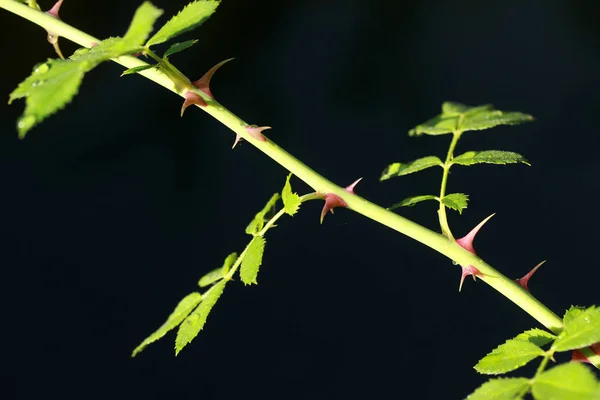Rose Thorn Black Background — Stock Photo, Image