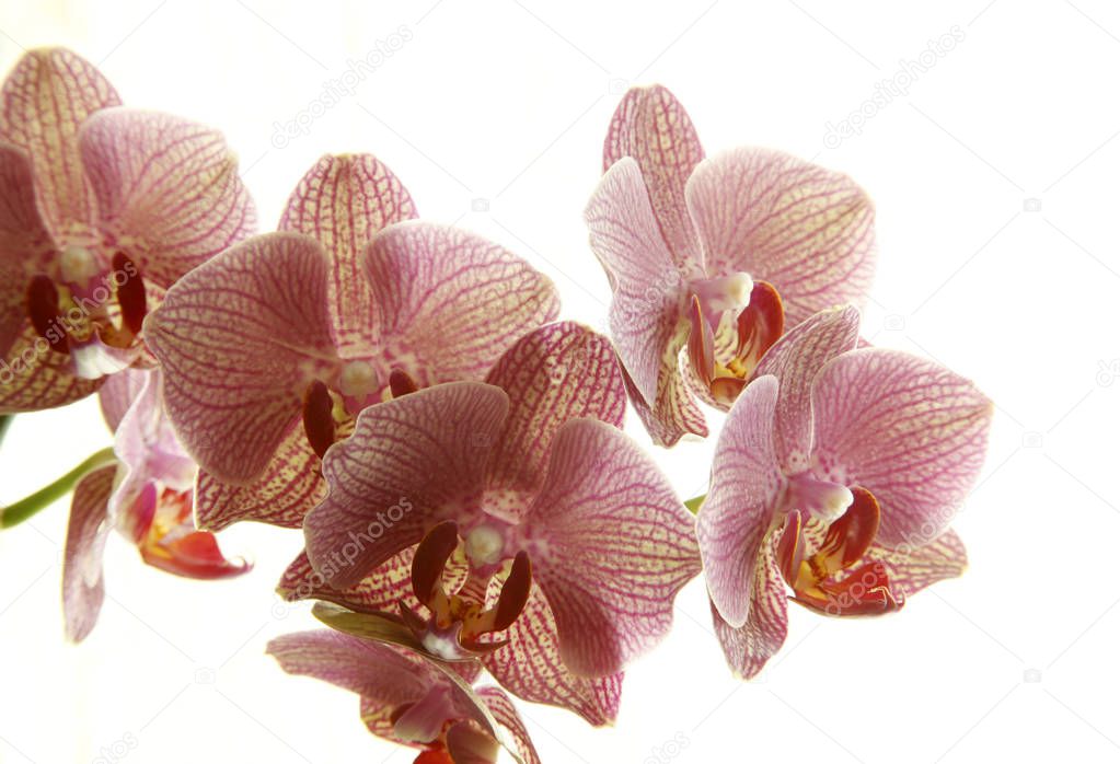 Orchids on a white background 