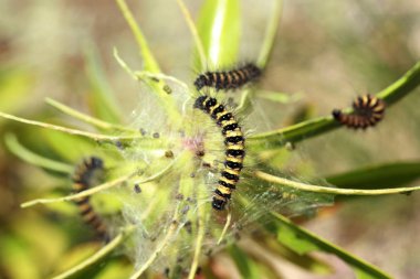 Doğada, tırtıl yuvası 