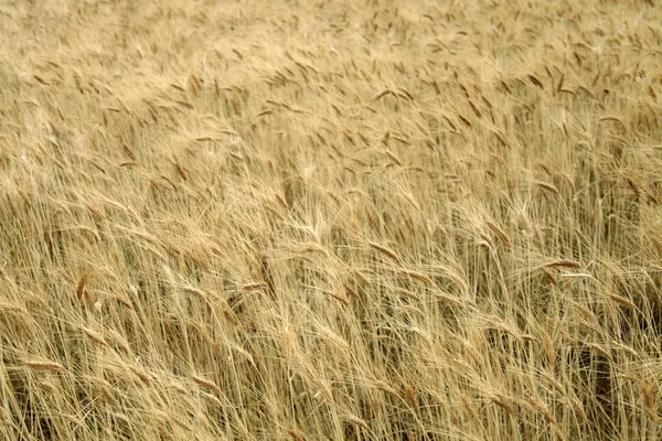 Yellow Wheat Field Background — Stock Photo, Image