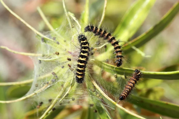 Der Natur Raupennest — Stockfoto