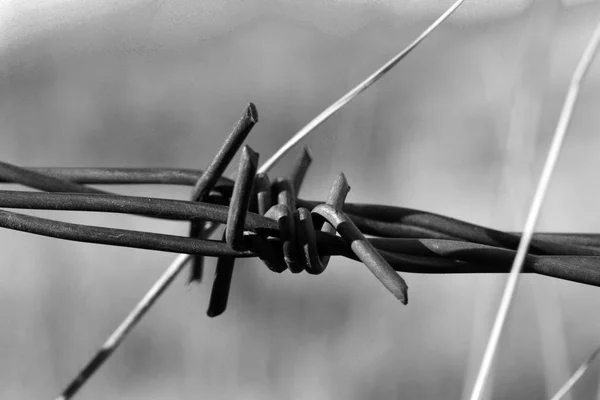 Barbed Wire Close Background — Stock Photo, Image