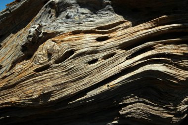 Soyut ağaç görünümünü 