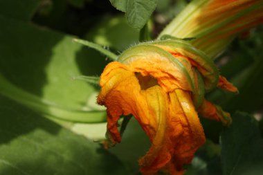 Bahçede çiçekler ile kabak yama 