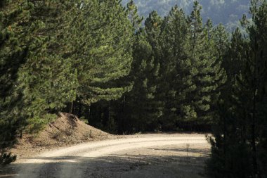 yol çam ormanı