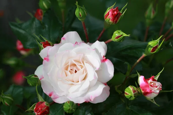 美しいバラ庭の背景 — ストック写真