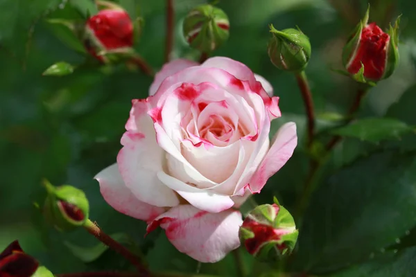 美しいバラ庭の背景 — ストック写真