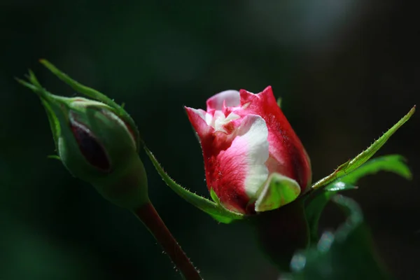 Schöne Rosen Garten Hintergrund — Stockfoto