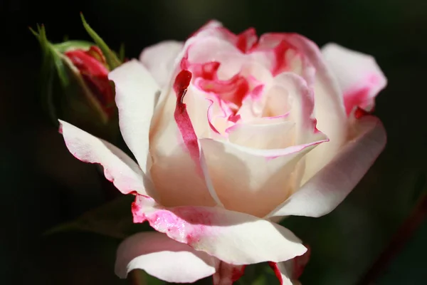 Beautiful Roses Garden Background — Stock Photo, Image
