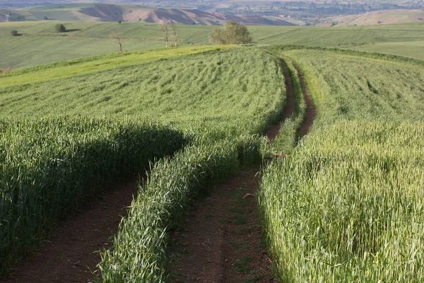 Paisaje Rural Con Campo Trigo — Foto de Stock