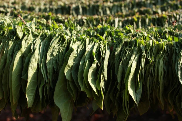 Tobacco Leaves Hanged Drying — Stock Photo, Image