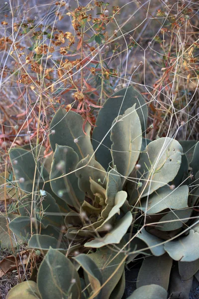Verbascum Thapsus Molène Plante — Photo