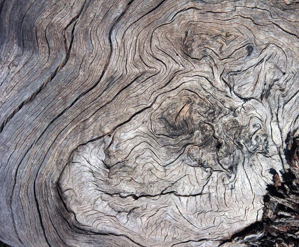 abstract tree texture background