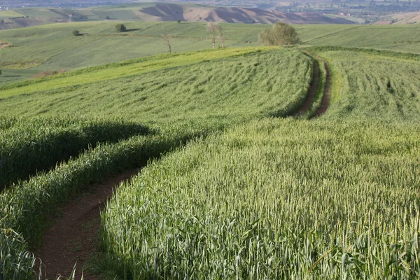 Rural Landscape Wheat Field — Stock Photo, Image