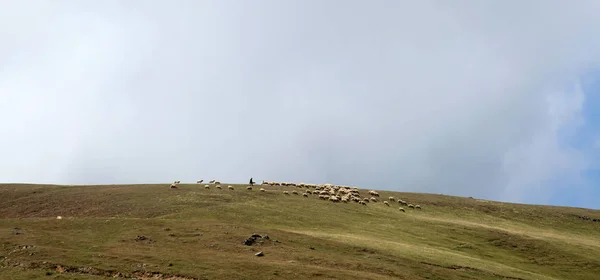 Sheep Grazing Nature — Stock Photo, Image