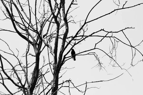 Bare Tree Crow — Stock Photo, Image