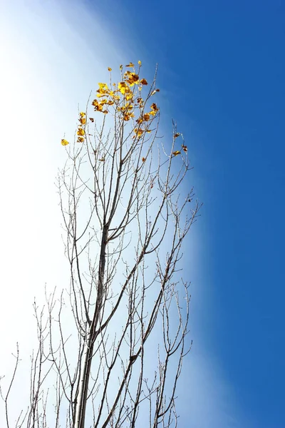 Alberi Pioppo Autunno — Foto Stock