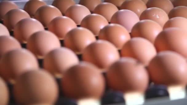 Eieren Die Door Het Metaaltransportmechanisme Worden Vervoerd — Stockvideo