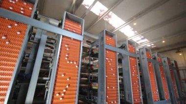 Metal taşıma mekanizması tarafından taşınan yumurtalar