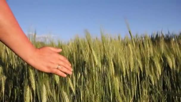 Hand Young Woman Summer Wheat Field — Stock Video