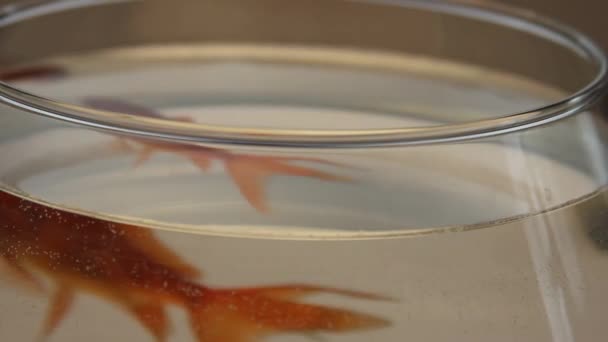 Beautiful Koi Fish Water — Stock Video