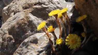 İlkbaharda küçük akarsu, sarı tay ayağı