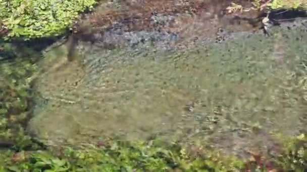 Clear Flowing Water Mountain Waters — Stockvideo