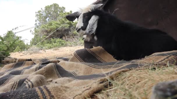 Kambing Depan Tenda Nomaden — Stok Video