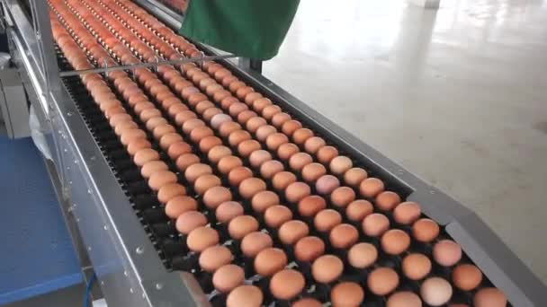 卵は金属製のコンベア機構で運ばれ — ストック動画
