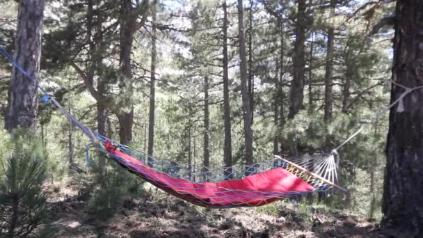 Hamac Vide Dans Forêt — Video