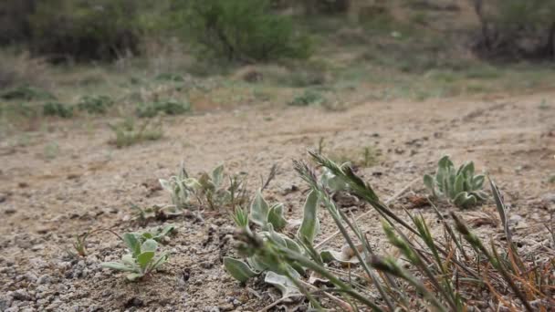 Μαύρα Μυρμήγκια Μεταφέρουν Φαγητό Στις Φωλιές Τους — Αρχείο Βίντεο