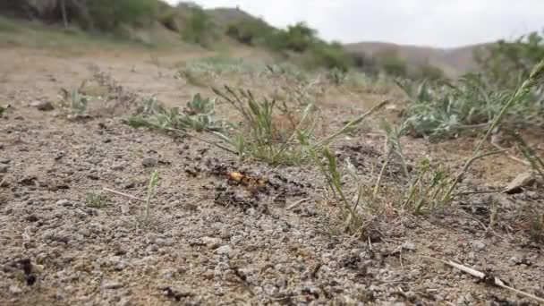 Las Hormigas Negras Llevan Comida Sus Nidos — Vídeo de stock