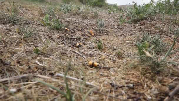 Las Hormigas Negras Llevan Comida Sus Nidos — Vídeo de stock