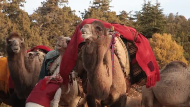 Mujeres Camellos Preparados Para Migración Hacia Las Mesetas Calientes — Vídeos de Stock
