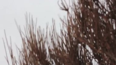 Kuru çalılar rüzgarda sallanıyor