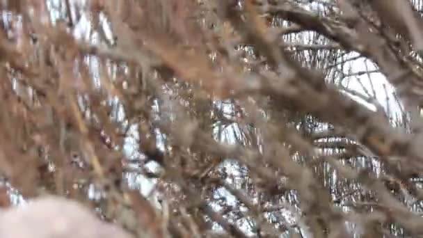 風に揺れる乾いた茂み — ストック動画