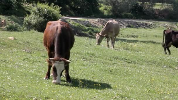 Vaches Broutant Dans Prairie — Video