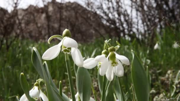 Spring Snowdrops Flowers Meadow — Stock Video