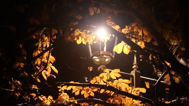 Λάμπα Του Δρόμου Και Καστανιά Στο Πάρκο Νύχτα — Αρχείο Βίντεο