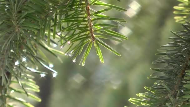 Pine Gren Med Vattendroppar — Stockvideo