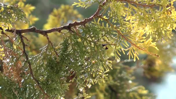 Kiefernzweig Mit Wassertropfen — Stockvideo