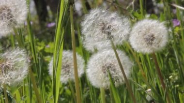 Karahindiba tohumları doğada uçuşuyor.