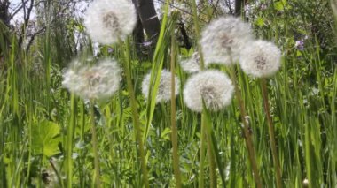 Karahindiba tohumları doğada uçuşuyor.