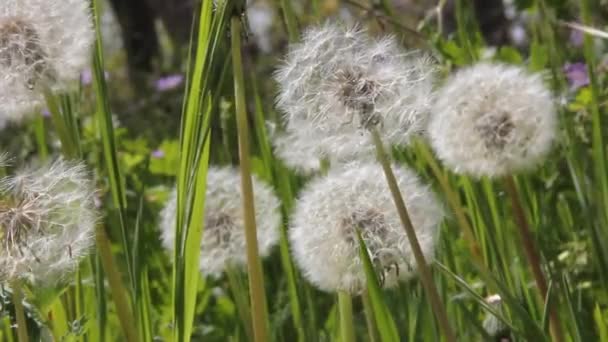 Dandelion Seed Blowing Nature — стоковое видео