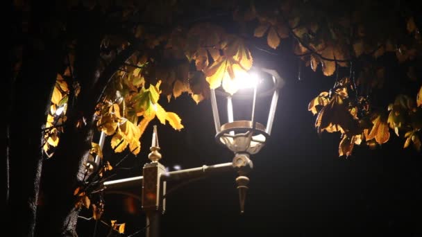 Вулична Лампа Каштанове Дерево Нічному Парку — стокове відео