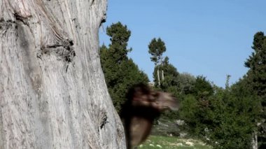Develerle sıcak platolara göç ederler.