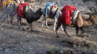 Develerle sıcak platolara göç ederler.
