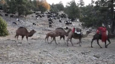 Develerle sıcak platolara göç ederler.