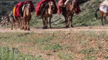 Develerle sıcak platolara göç ederler.